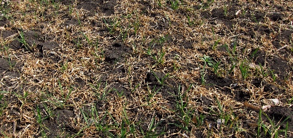 Vyzimování ozimé pšenice