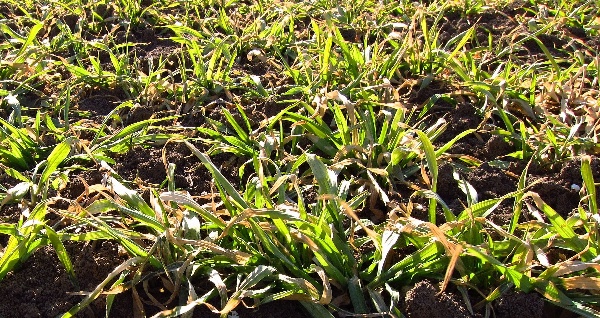 Mrazové poškození ozimého ječmene