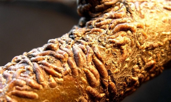 &Scaron;t&iacute;tenka č&aacute;rkovit&aacute;