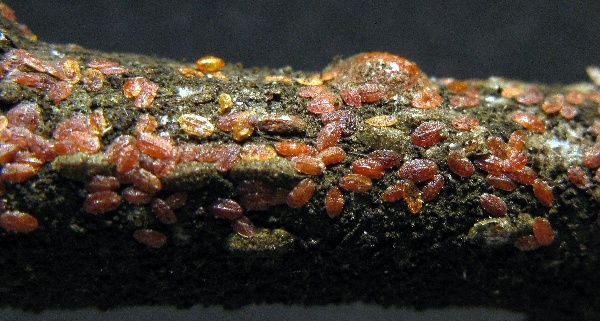 Puklice &scaron;vestkov&aacute;