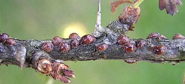 Puklice na ryb&iacute;zu
