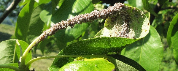 M&scaron;ice hru&scaron;ňov&aacute; na jaře