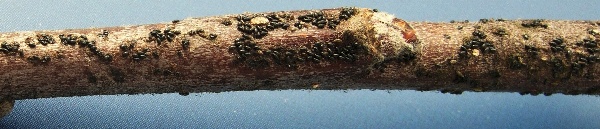 Přezimuj&iacute;c&iacute; vaj&iacute;čka m&scaron;ic