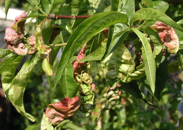 Kadeřavost broskvoně