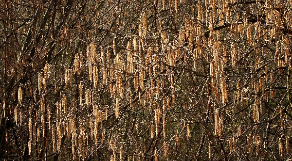 Fenof&aacute;ze květu l&iacute;sky - term&iacute;n pro o&scaron;etřov&aacute;n&iacute; broskvon&iacute;