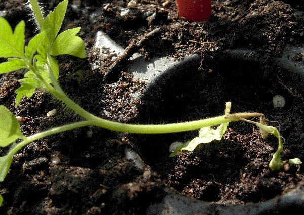 Pad&aacute;n&iacute; kl&iacute;čn&iacute;ch rostlin