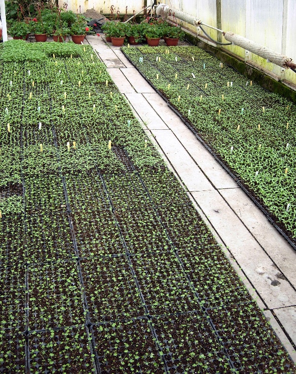 Mlad&eacute;, vzch&aacute;zej&iacute;c&iacute; rostliny