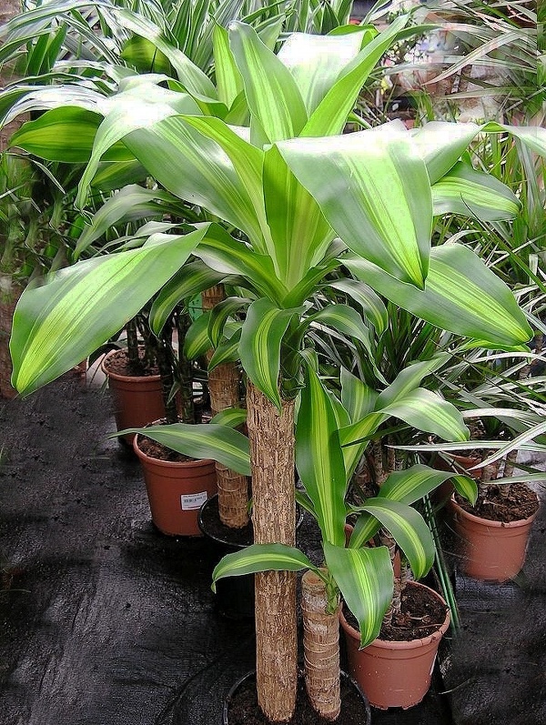 Květina ozdobn&aacute; listem - Dracena fragrans