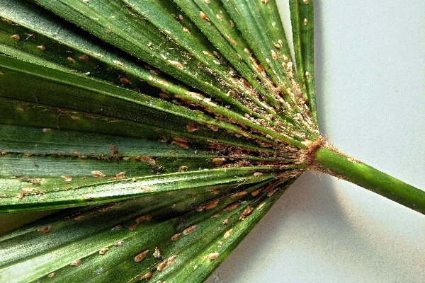 Palma napaden&aacute; &scaron;t&iacute;tenkami