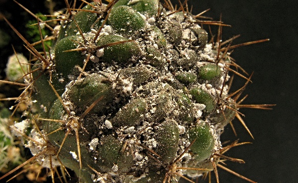 Siln&yacute; v&yacute;skyt červců na kaktusu - Gymnocalycium