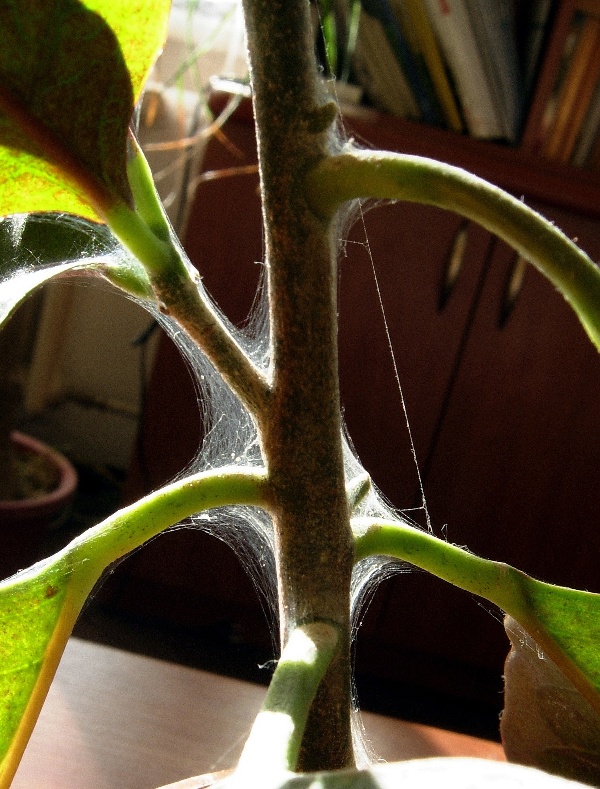 Siln&yacute; v&yacute;skyt svilu&scaron;ek na crotonu