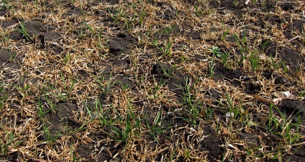 Vyzimování ozimé pšenice