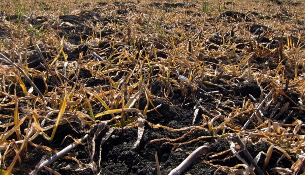 Ozimý ječmen silně poškozený mrazem