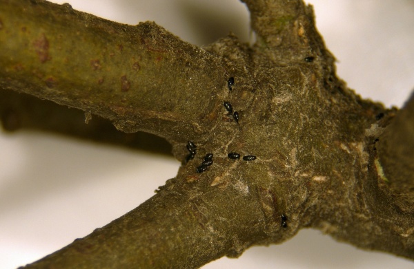 Přezimující vajíčka mšic