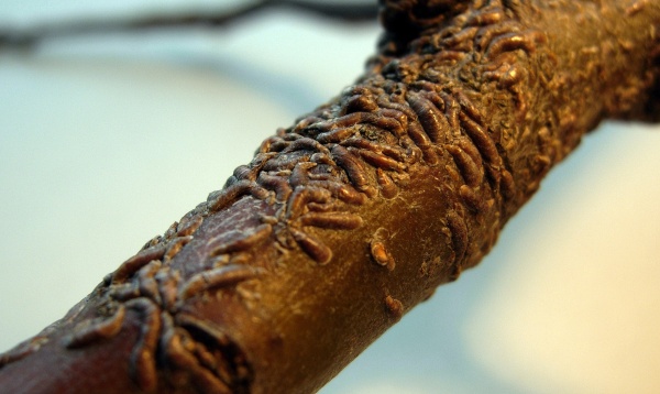 Štítenka ústřicová