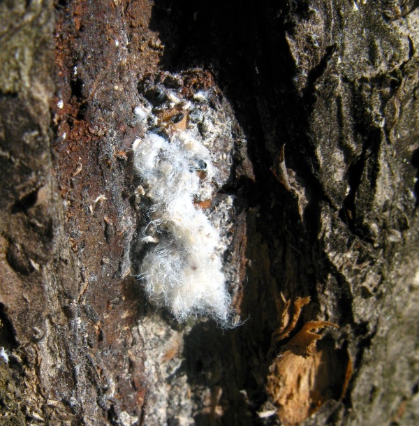 Kolonie mšice vlnatky krvavé