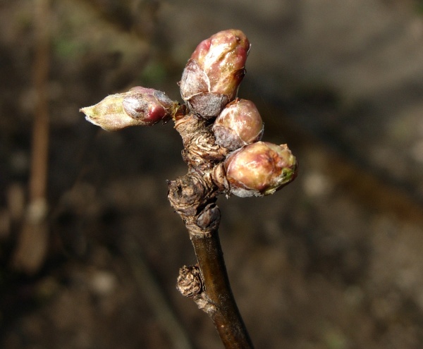 Poupata rybízu napadená hálčivcem rybízovým