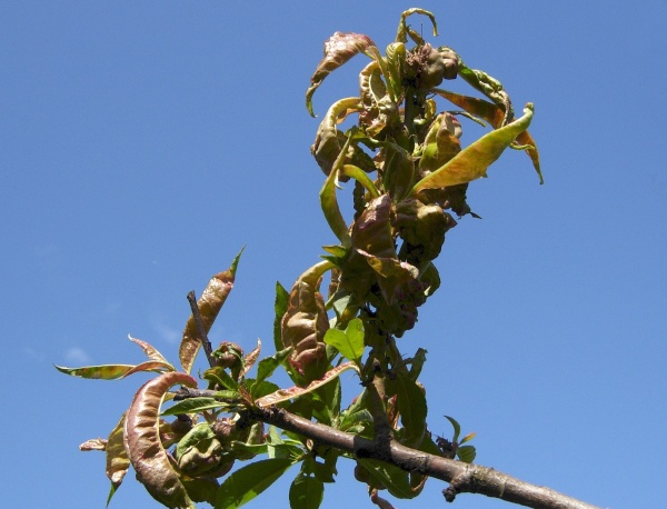 Kadeřavost broskvoně