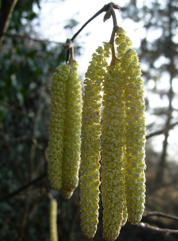 Fenofáze květu lísky - termín pro ošetřování broskvoní
