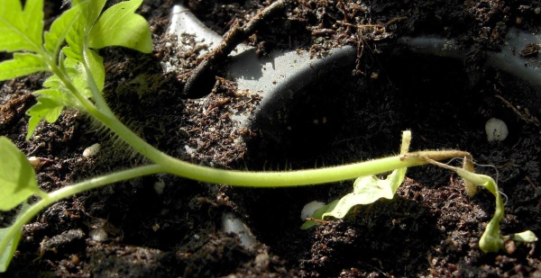 Padání klíčních rostlin