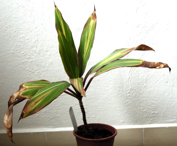 Dračinka napadená sviluškami