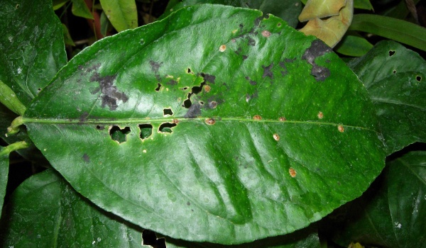 Puklice oranžovníková