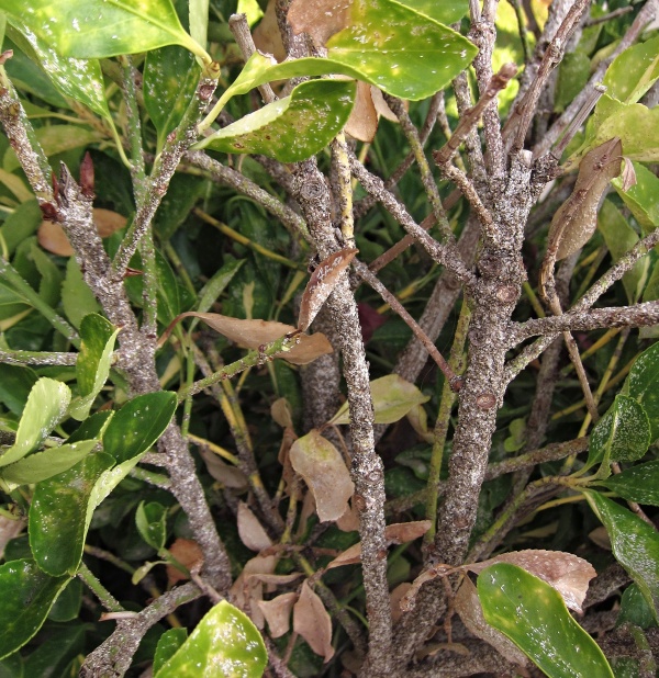 Štítenky na brslenu japonském