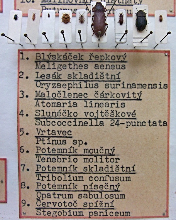 Skladištní škůdci