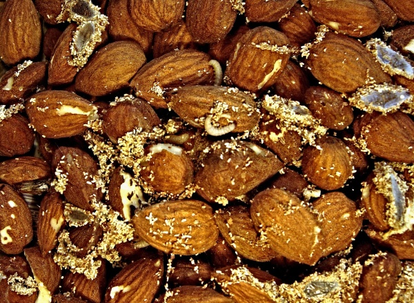 Housenky zavíječe paprikového - mandle