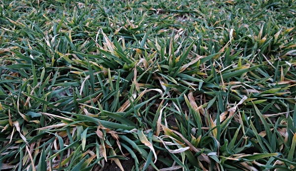 Odolnost vůči marazu se během zimy mění