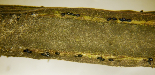 Přezimující vajíčka mšic