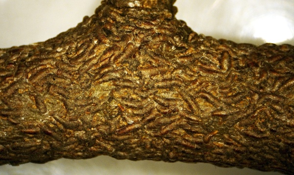 Štítenka ústřicová