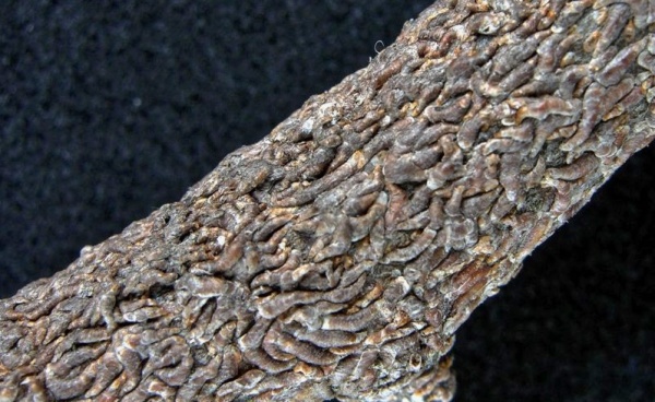 Štítenka čárkovitá