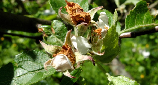 Poškození poupat květopasem jabloňovým