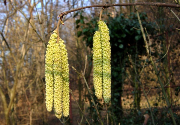 Fenofáze květu lísky - termín ošetření broskvoní