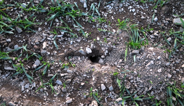 Aktivní nora hraboše polního v porostu pšenice