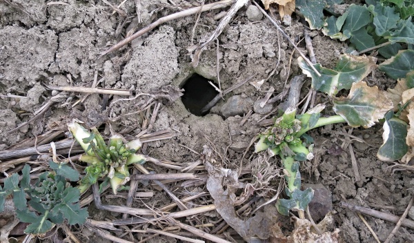 Řepka poškozená hrabošem