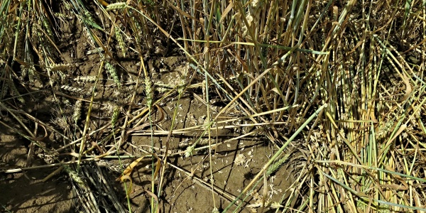 Poškození dozrávající pšenice hrabošem