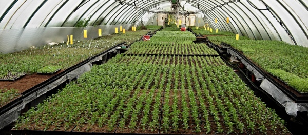 Proti padání klíčních rostlin - preventivní opatření