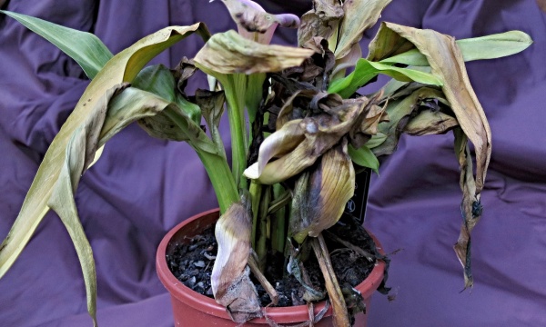 Důležité je zvládnout zálivku přes zimě v bytě