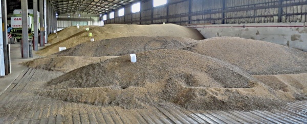 Naskladněné obilí je třeba průběžně kontrolovat