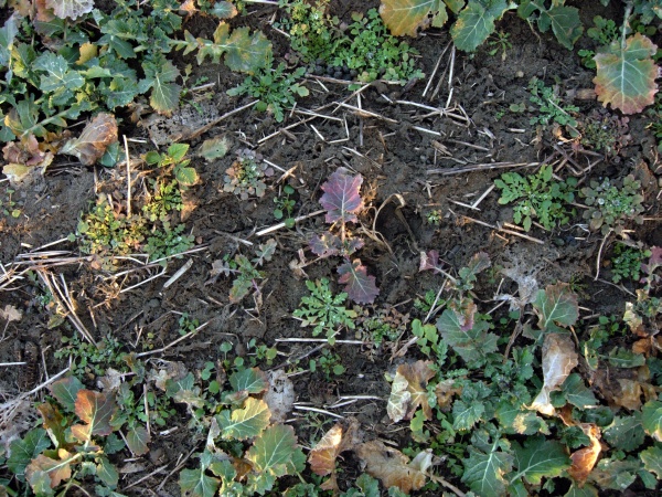 Po sejití sněhu zkontrolujeme zaplevelení řepky