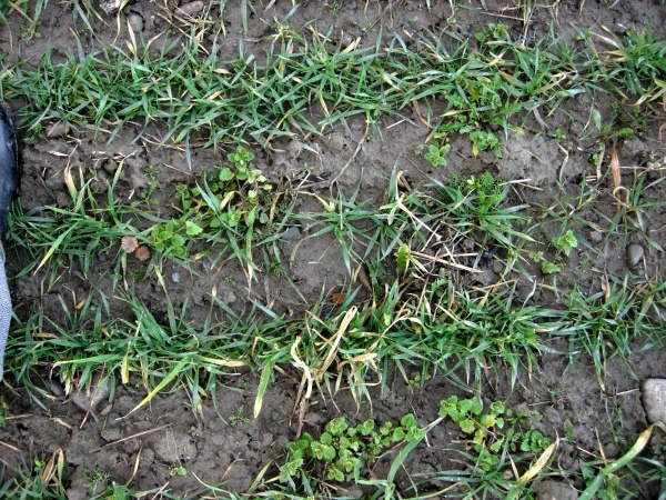 Zaplevelení ozimé pšenice na jaře