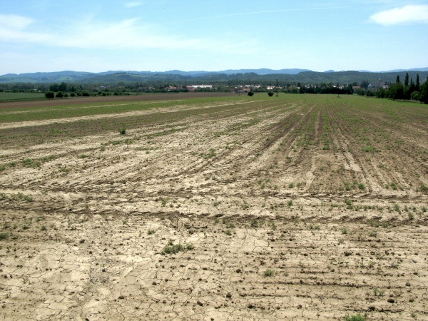 Krytonosec kořenový může způsobit silné prořídnutí porostu