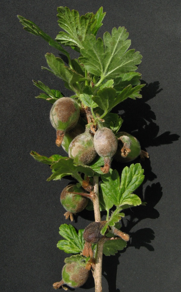 hnědé padlí angreštu/Americké padlí angreštové