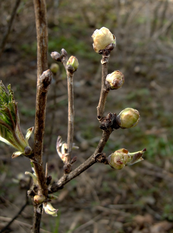 Příznaky výskytu vlnovníka rybízového (Cecidophyopsis ribis) se projevují na pupenech rybízu