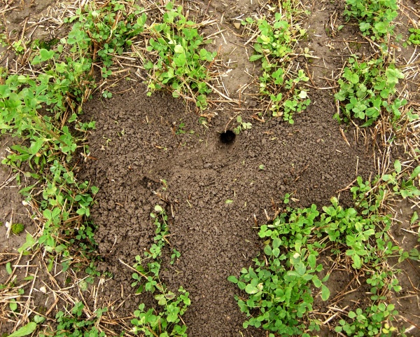 Užívaná nora hraboše polního