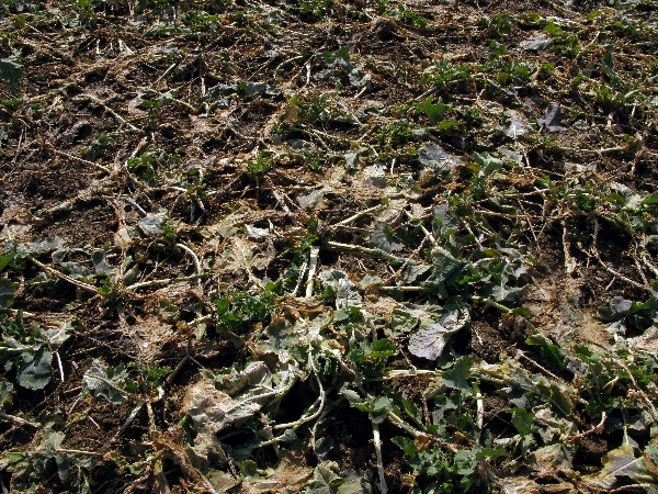 Kontrola stavu porostu řepky po sejit&iacute; sněhu