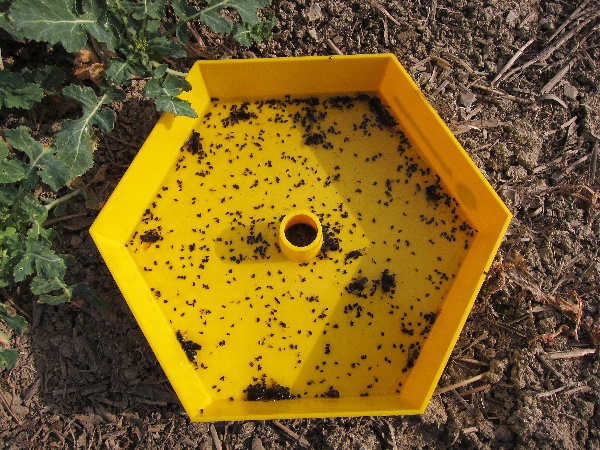 Monitoring n&aacute;letu krytonosců do M&ouml;rickeho misky