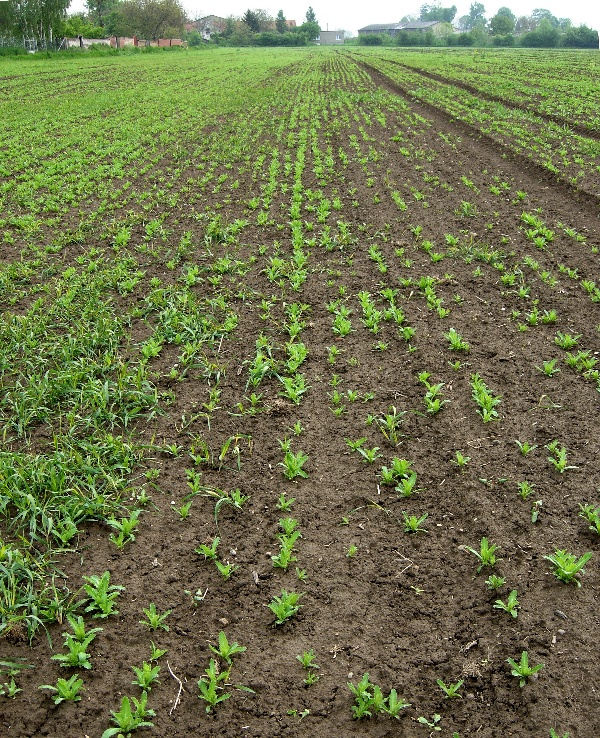 Porost m&aacute;ku po&scaron;kozen&yacute; krytonoscem kořenov&yacute;m